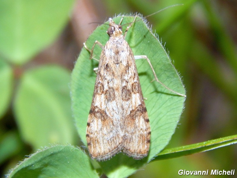 Nomophila noctuella